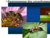 Партеногенез у насекомых и его характеристика