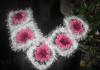 Openwork knitted stoles made of wool, mohair and