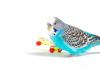 How and what to play with budgerigars