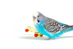 How and what to play with budgerigars