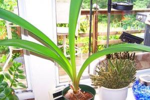 When to start watering hippeastrum